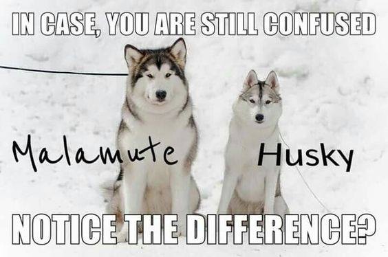 Dog Attack: Alaskan Malamute vs Siberian Husky