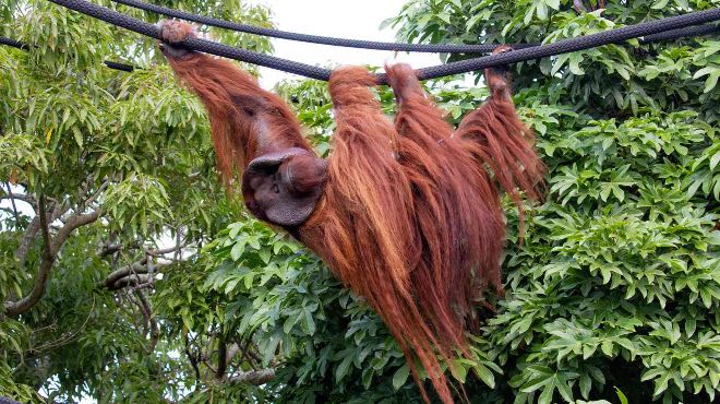 Grey Lynn News - Auckland Zoo South East Asia Jungle Track