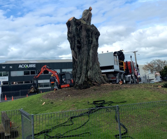 Grey Lynn News - Army tree