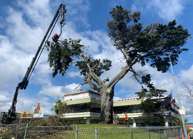 Grey Lynn News - Army tree