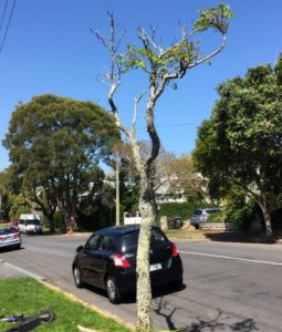 Neglected roadside tree in Grey Lynn