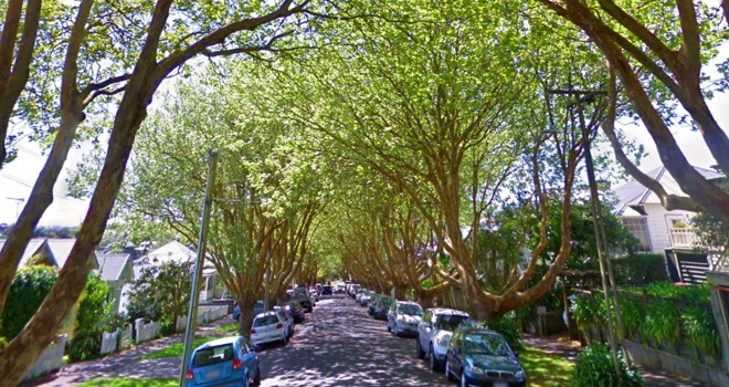 Grey Lynn tree-lined street