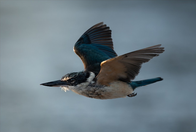 Kōtare/Sacred Kingfisher in flight at Coxs Bay. Photo by Steve Meadows.