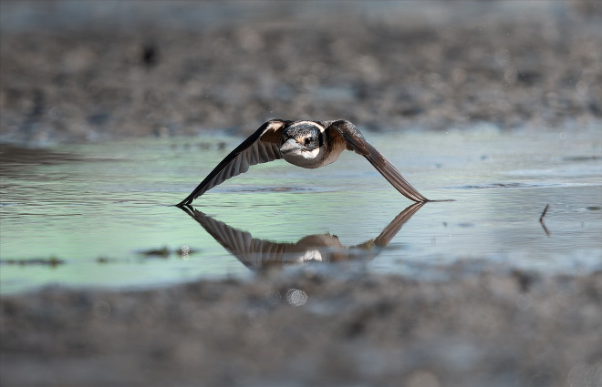 This stunning photograph of a Kōtare/Sacred Kingfisher skimming the surface of the mud flats at Coxs Bay was taken by Steve Meadows.