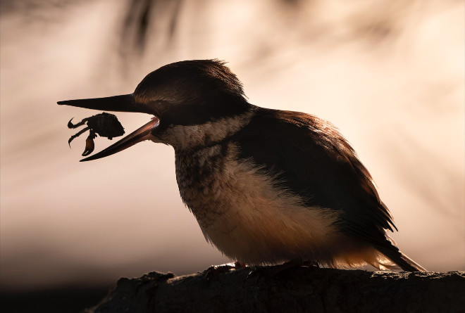 Court to Decide: Helicopters in Auckland Homes? This Kōtare/Sacred Kingfisher feeding on a crab at Coxs Bay is under threat.