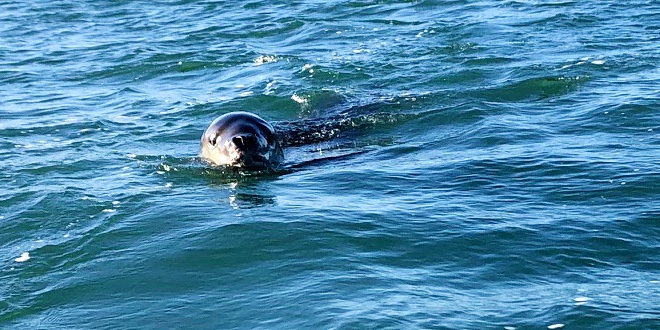 Leopard seal sighting near Coxs Bay. Could it be Owha?