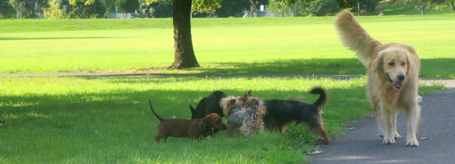 Dogs playing in Grey Lynn Park