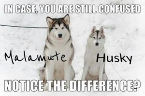 Alaskan Malamute vs Siberian Husky