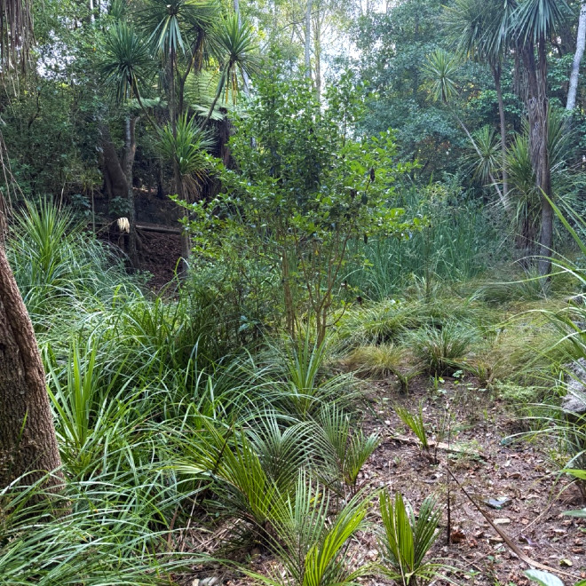 Rose Road Garden Crew are very proud of the nikau and raupo thriving in the old swamp